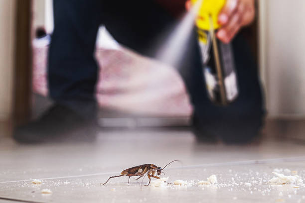 Best Flea Control Services  in Garden City, MO